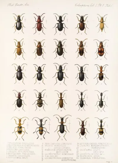 Insecta Coleoptera Pl 030