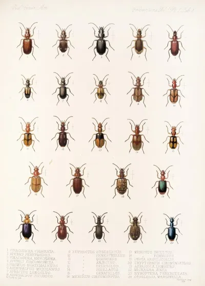 Insecta Coleoptera Pl 032