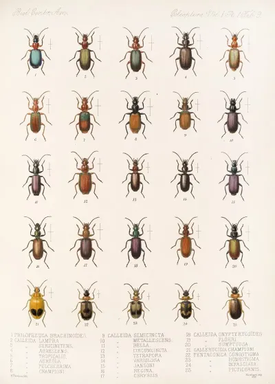 Insecta Coleoptera Pl 033