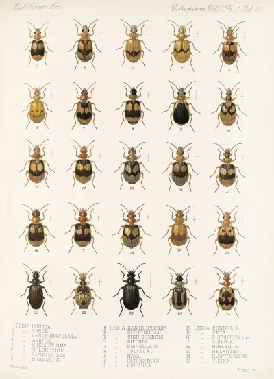 Insecta Coleoptera Pl 035