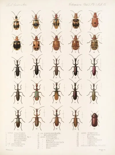 Insecta Coleoptera Pl 036