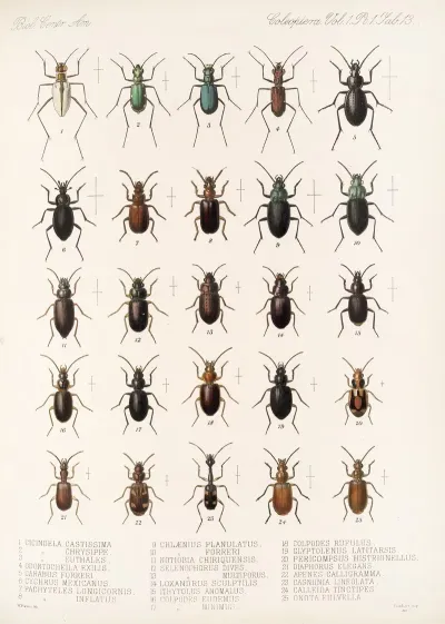 Insecta Coleoptera Pl 037