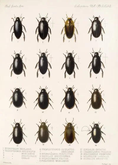 Insecta Coleoptera Pl 039