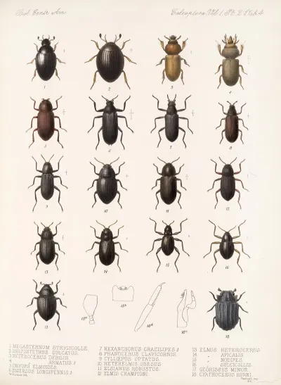 Insecta Coleoptera Pl 041