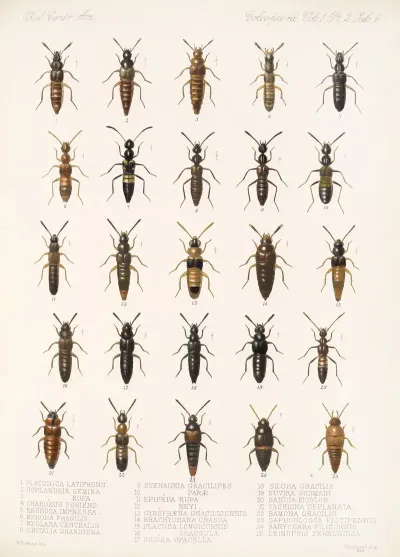 Insecta Coleoptera Pl 043