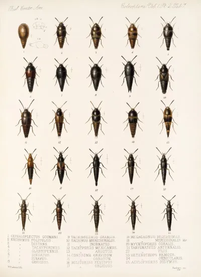 Insecta Coleoptera Pl 044