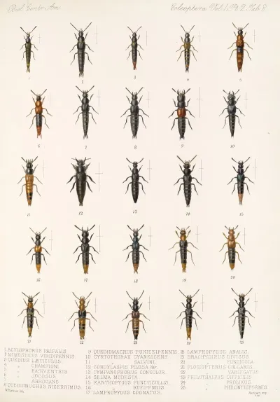 Insecta Coleoptera Pl 045