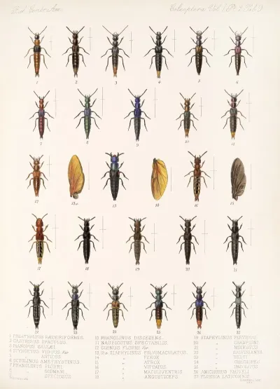 Insecta Coleoptera Pl 046