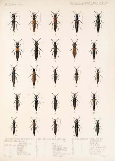 Insecta Coleoptera Pl 047