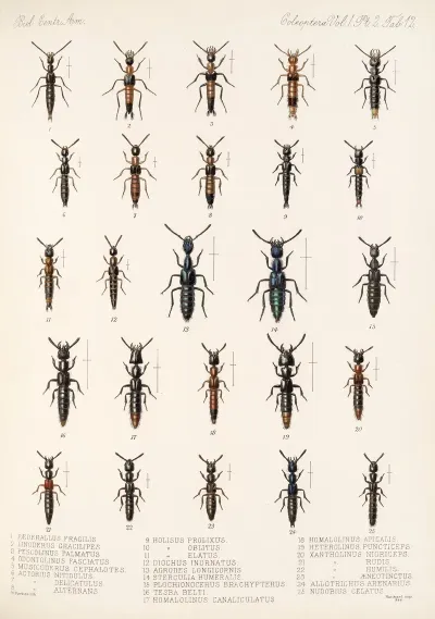 Insecta Coleoptera Pl 049