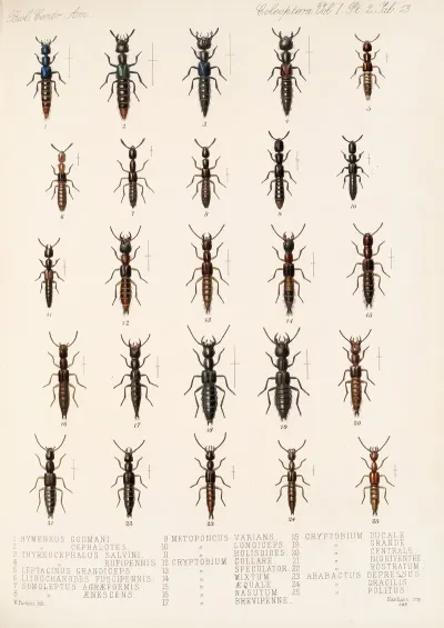 Insecta Coleoptera Pl 050