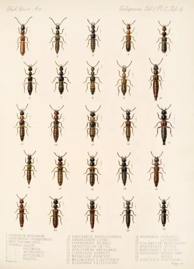 Insecta Coleoptera Pl 051