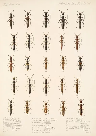 Insecta Coleoptera Pl 052