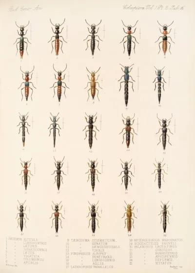 Insecta Coleoptera Pl 053