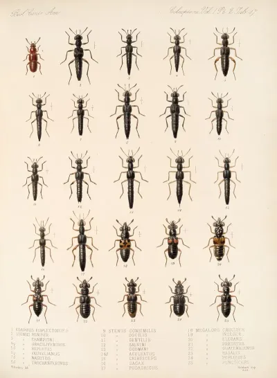 Insecta Coleoptera Pl 054