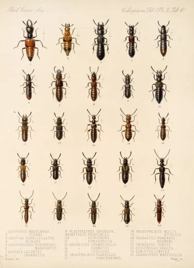 Insecta Coleoptera Pl 055