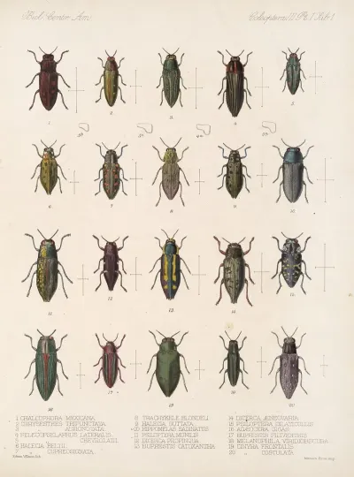 Insecta Coleoptera Pl 057