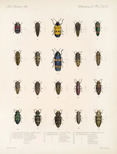 Insecta Coleoptera Pl 058