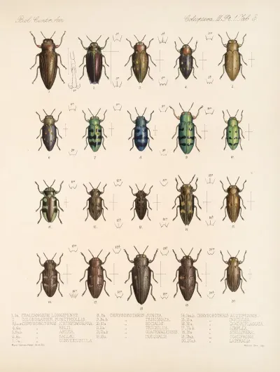 Insecta Coleoptera Pl 059