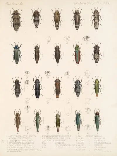 Insecta Coleoptera Pl 060