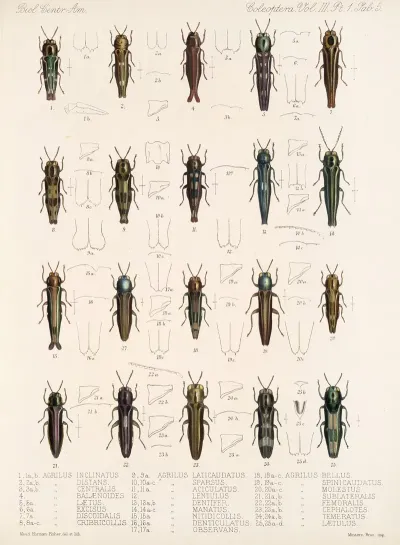 Insecta Coleoptera Pl 061