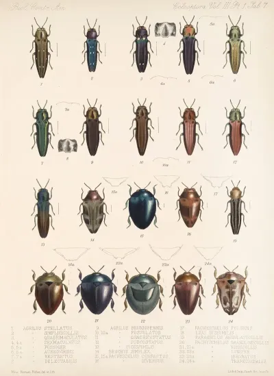 Insecta Coleoptera Pl 063
