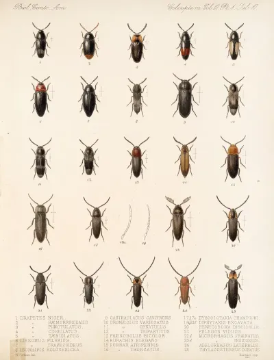 Insecta Coleoptera Pl 065