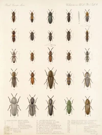 Insecta Coleoptera Pl 066