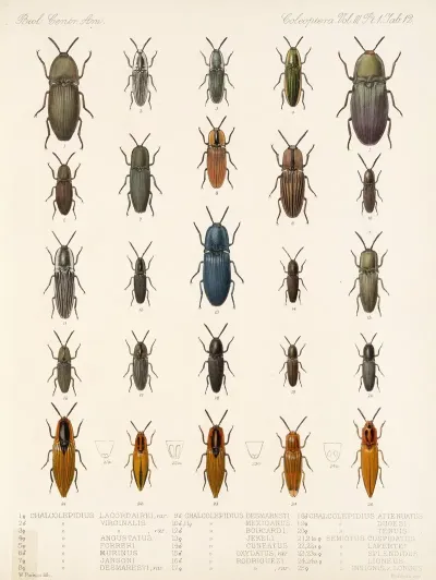 Insecta Coleoptera Pl 067