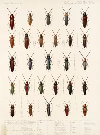 Insecta Coleoptera Pl 069