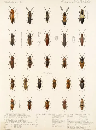 Insecta Coleoptera Pl 070