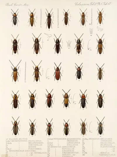 Insecta Coleoptera Pl 072