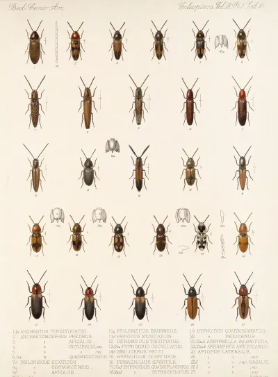 Insecta Coleoptera Pl 073
