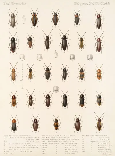 Insecta Coleoptera Pl 074