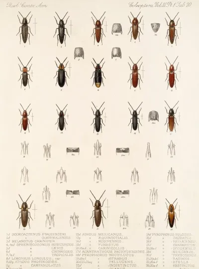 Insecta Coleoptera Pl 075