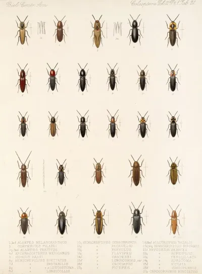 Insecta Coleoptera Pl 076