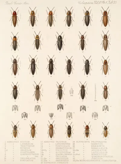 Insecta Coleoptera Pl 078