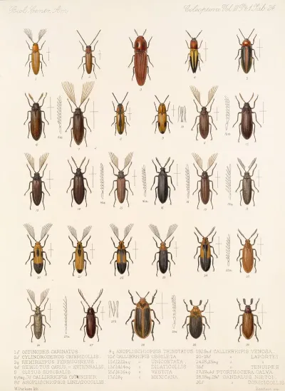 Insecta Coleoptera Pl 079