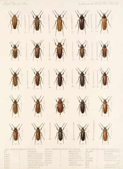 Insecta Coleoptera Pl 080