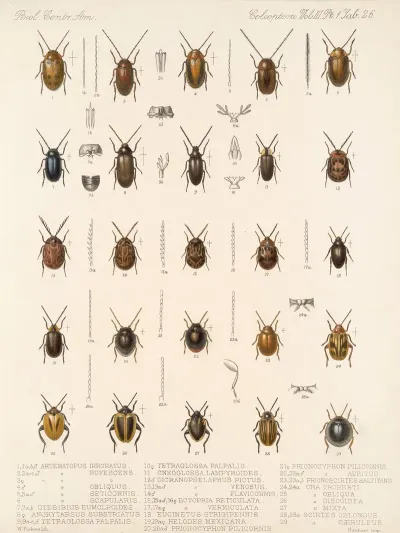 Insecta Coleoptera Pl 081
