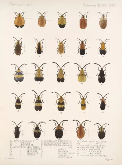 Insecta Coleoptera Pl 083