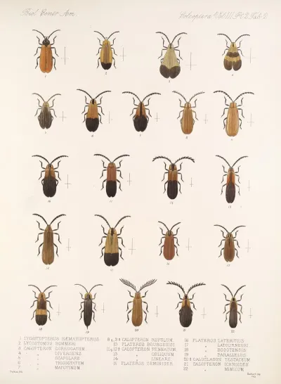 Insecta Coleoptera Pl 084