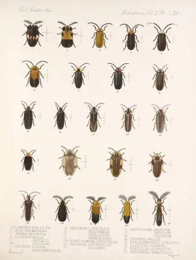 Insecta Coleoptera Pl 085