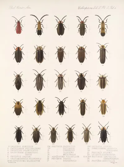 Insecta Coleoptera Pl 086