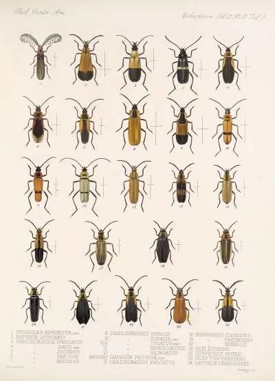 Insecta Coleoptera Pl 087