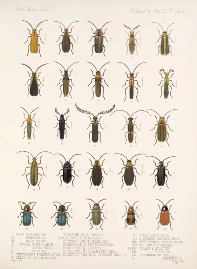 Insecta Coleoptera Pl 088