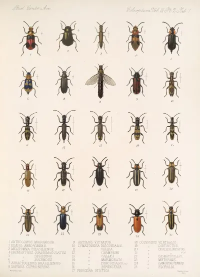 Insecta Coleoptera Pl 089