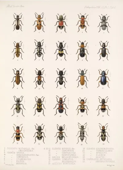 Insecta Coleoptera Pl 090