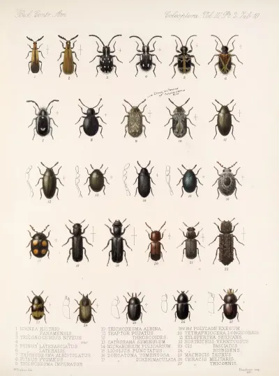 Insecta Coleoptera Pl 092