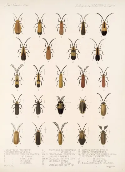 Insecta Coleoptera Pl 093